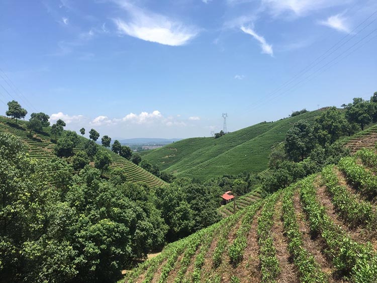 An Ji Baicha Tea Garden